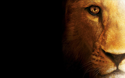 Amazing Lion Desktop Background Wallpaper