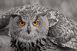 Amazing Owl Photography