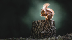 Amazing Photography of Squirrel