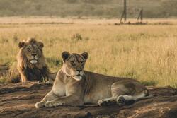 Amazing Pic of Lion Couple Seating in Forest