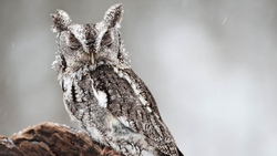 Amazing Snowy Owl Photo