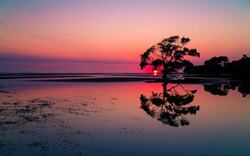 Amazing Sunset Behind The Tree