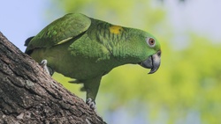 Amazon Green Parrot Bird