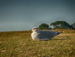 American Herring Gull Sitting on Wet Grass