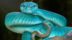 American Pit Vipers Snake