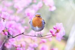 American Robin Red Breast on Flower