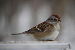 American Tree Sparrow Bird Photo