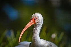 American White Ibis Bird Photo