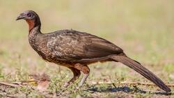 Andean Guan Bird Photo