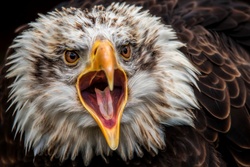 Angry Eagle Tongue With Open Beak