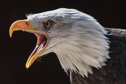 Angry Eagle with Open Beak