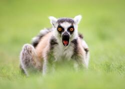 Angry Lemur Animal Photo