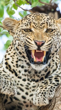 Angry Leopard HD Wallpaper