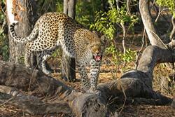 Angry Leopard Pic
