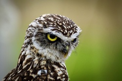 Angry Look of Northern Saw Whet Owl