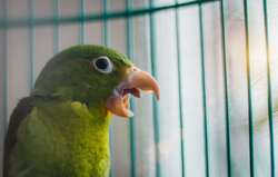 Angry Parrot Close Up Look 4K Pic