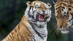 Angry Tiger HD Image