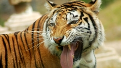 Angry Tiger HD Wallpaper