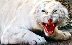 Angry White Tiger Wallpaper