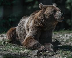 Animal Bear Image