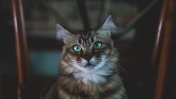 Animal Cat 4K Image
