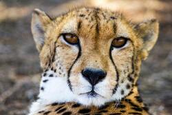 Animal Cheetah Wallpaper