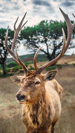 Animal Deer Closeup Wallpaper