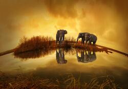 Animal Elephant Curve Photo