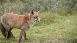 Animal Fox on Grass