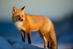 Animal Fox Picture