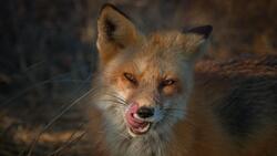 Animal Fox Portrait Photo