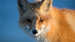 Animal Fox Portrait Wallpaper