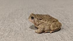 Animal Frog High Quality Image