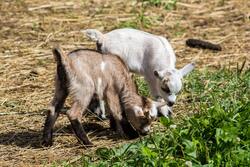 Animal Goat Babies