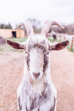 Animal Goat Closeup Photo