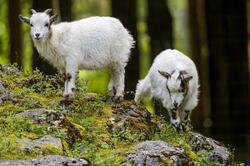 Animal Goat in Forest