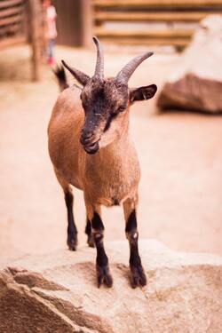 Animal Goat Mobile Pics