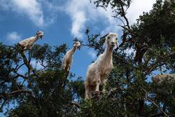 Animal Goat on Tree