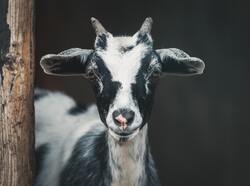 Animal Goat Ultra HD Wallpaper