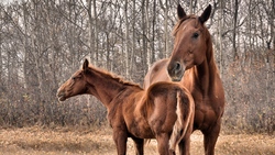 Animal Horses in Forest