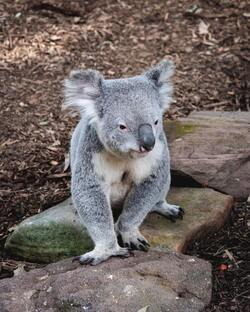 Animal Koala in Zoo