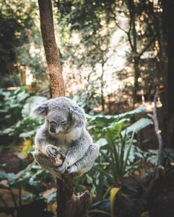 Animal Koala on Tree in Zoo