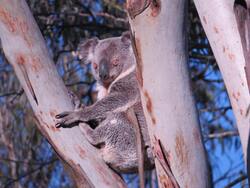 Animal Koala on Tree Pic