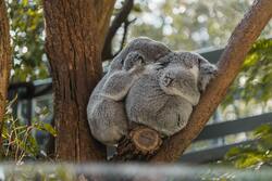 Animal Koala Sleeping on Tree