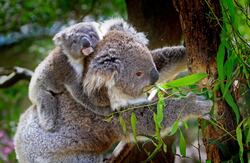 Animal Koala with Baby on Tree
