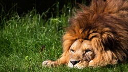 Animal Lion 4K 5K HD Wallpaper