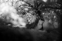 Animal Lion Black and White Photography