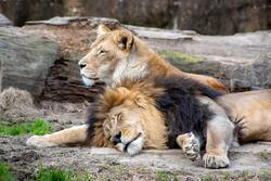 Animal Lion Couple Sleeping Photo