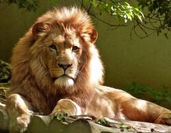 Animal Lion Image Download