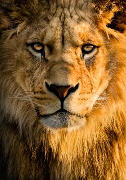 Animal Lion Mobile Background Photo